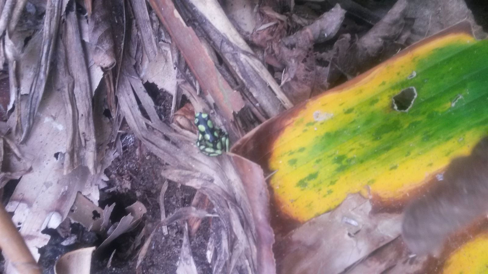 Turismo en America Latina - Capurganá y Sapzurro