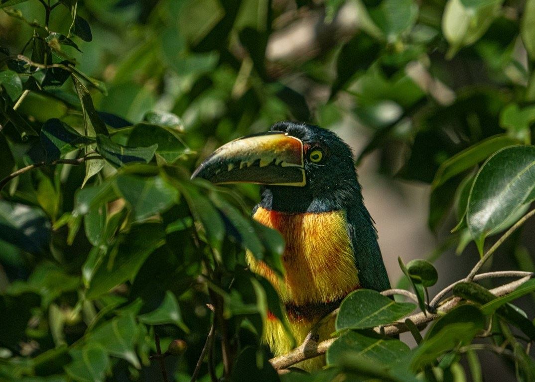 Turismo en America Latina - Tikal