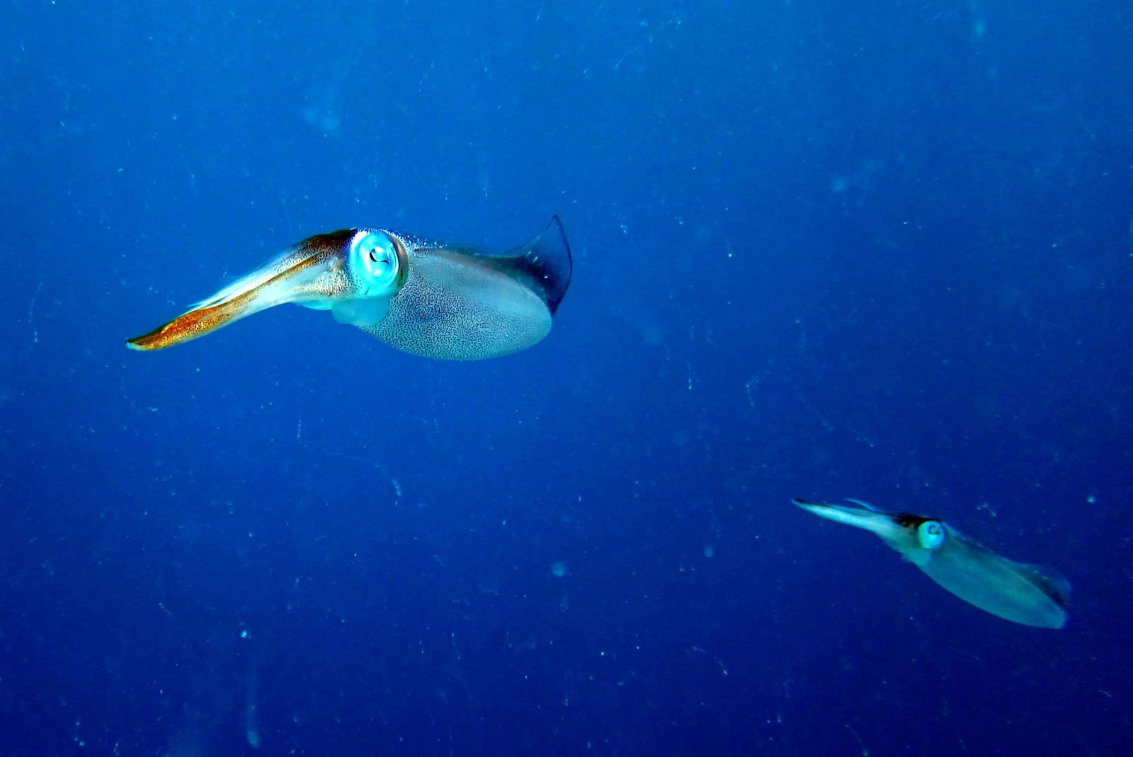 Turismo en America Latina - Utila