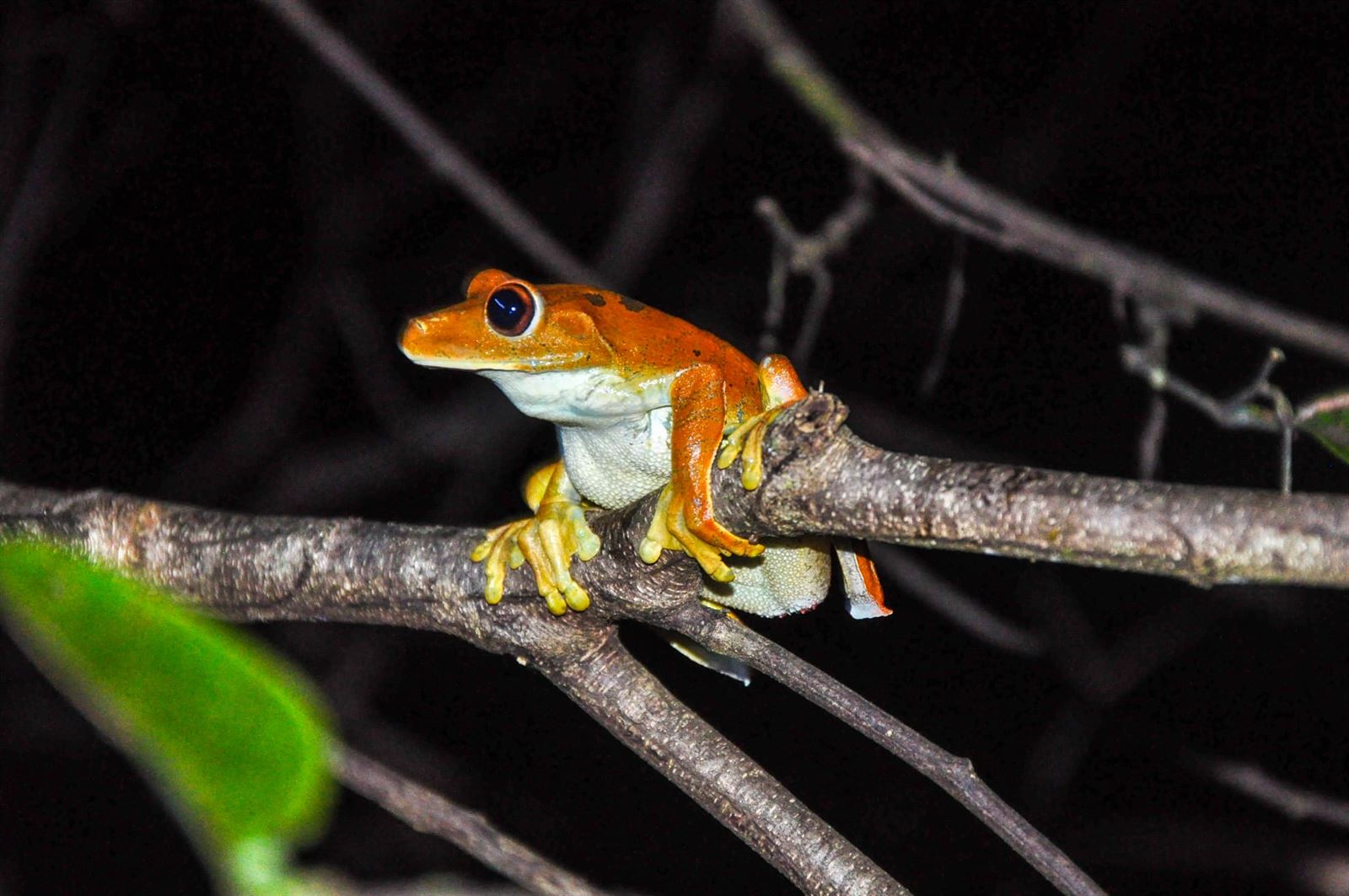 Turismo en America Latina - Pacaya Samiria