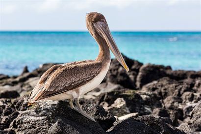 Turismo en America Latina - Galápagos