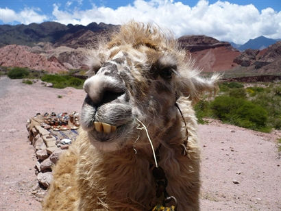 Turismo en America Latina - Cafayate