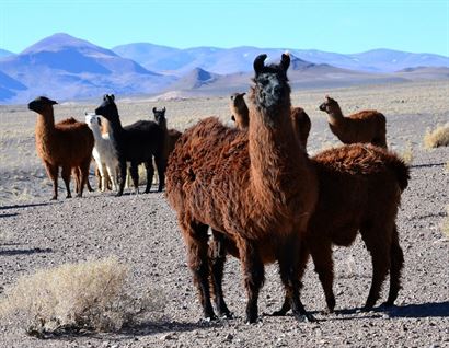 Turismo en America Latina - Puna Catamarqueña - Catamarca