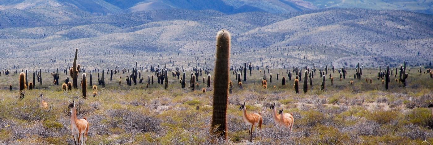 Salta turismo