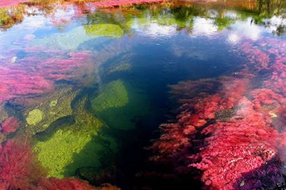 Turismo en America Latina - Caño Cristales