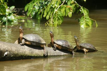 Turismo en America Latina - Tortuguero