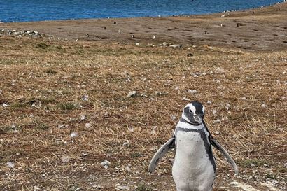 Turismo en America Latina - Punta Arenas