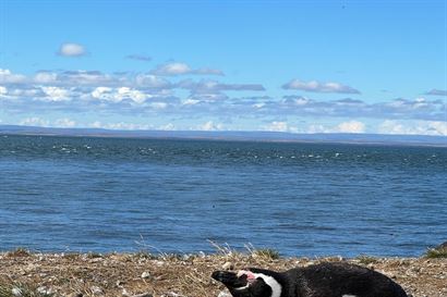 Turismo en America Latina - Punta Arenas