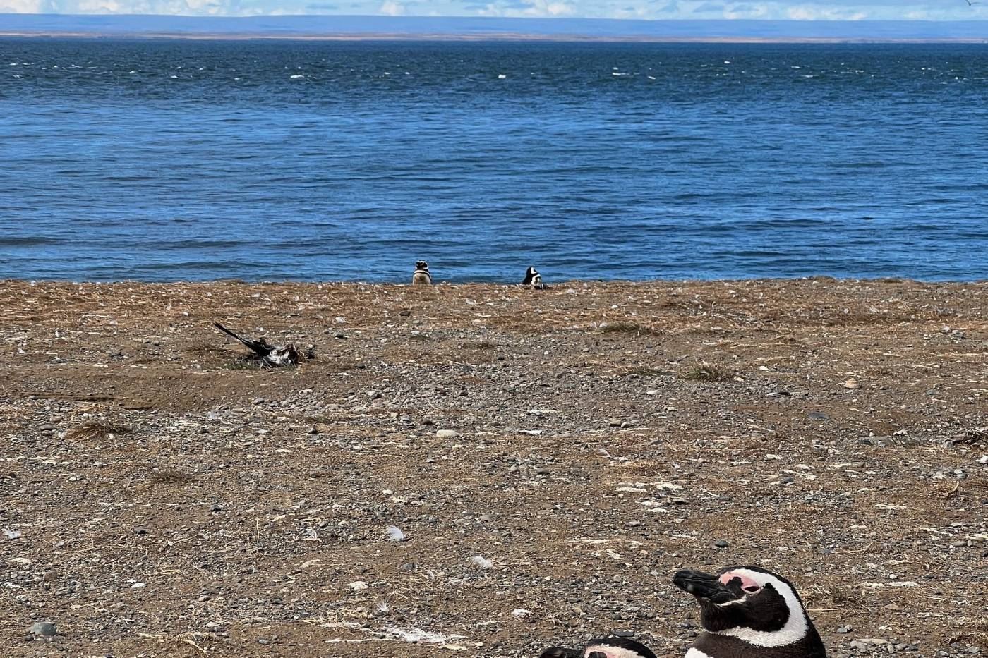 Turismo en America Latina - Punta Arenas