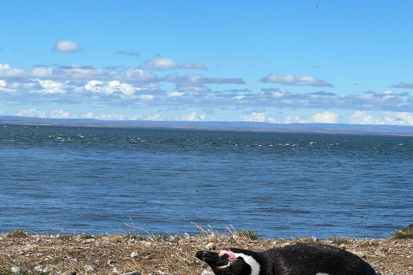 Turismo en America Latina - Punta Arenas