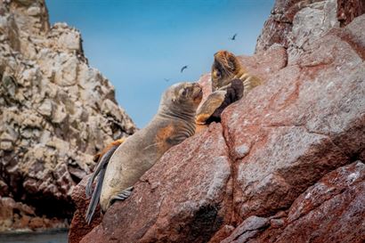 Turismo en America Latina - Paracas